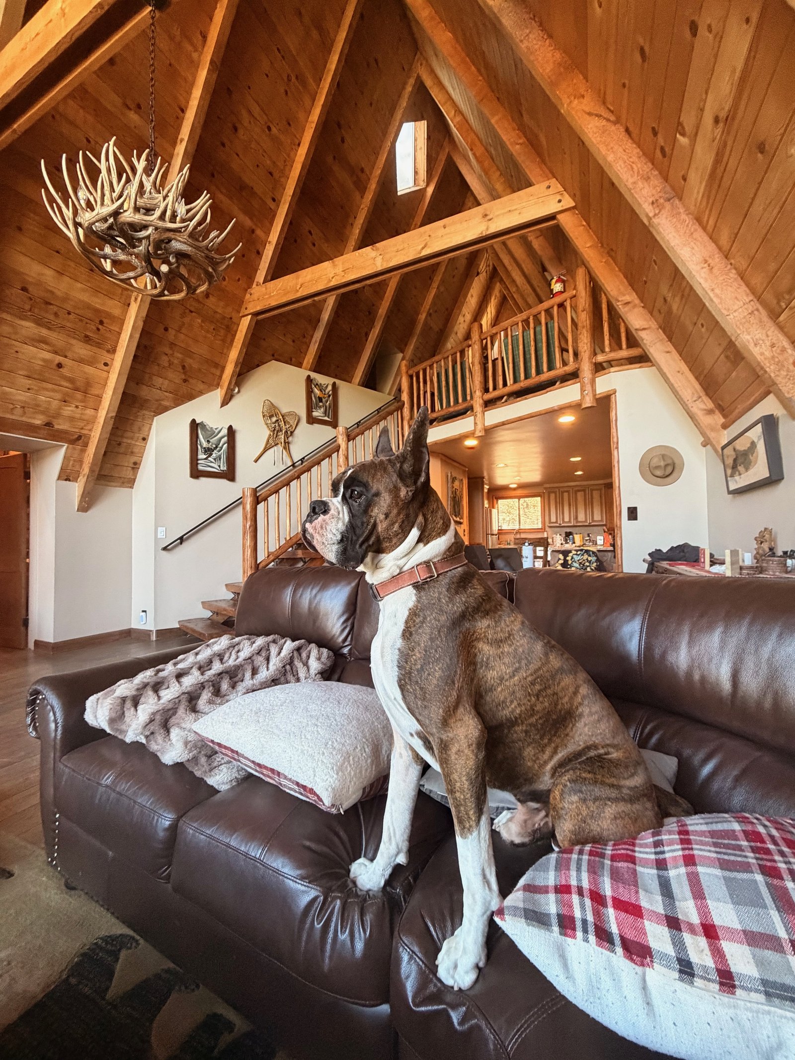 Kona standing guard against squirrels in Big Bear