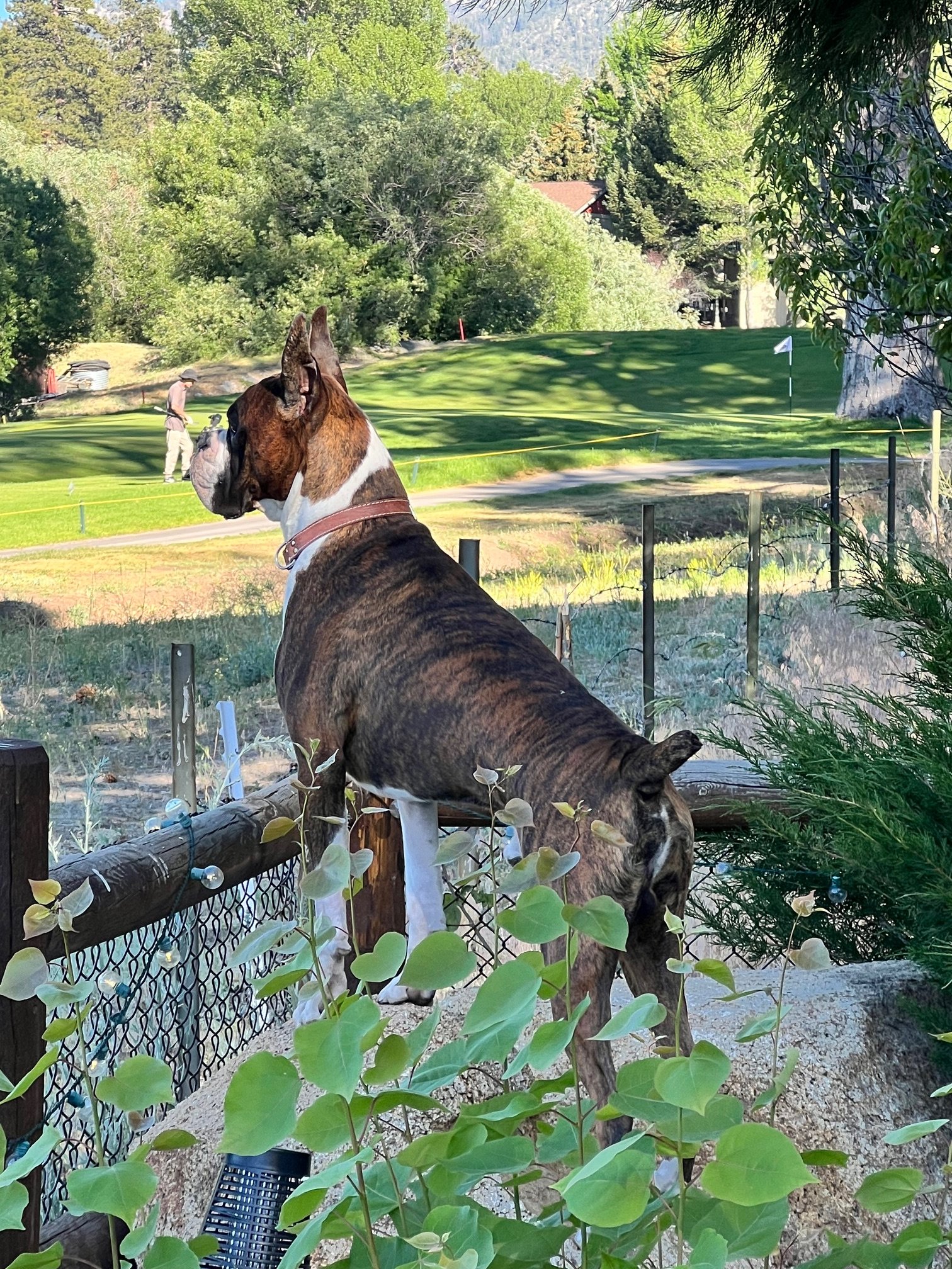 Kona watching the golfers very closely